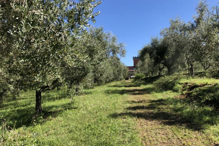 Olive trees on the 3 hectare (7.5 acre) property