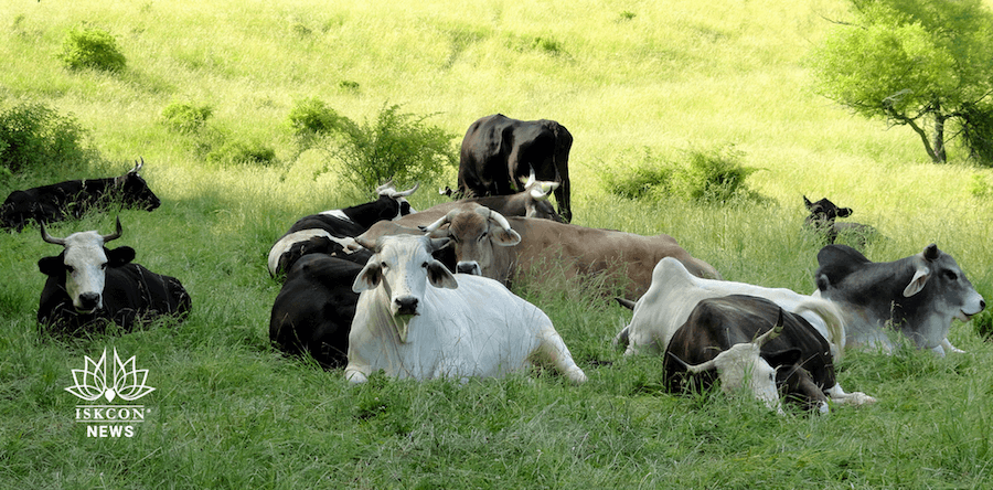 Celebrate Earth Day by Promoting Vegetarianism